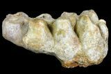 Gomphotherium (Mastodon Relative) Molar - France #139356-3